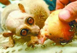 怪物吃瓜先生在线观看免费,奇趣食瓜之旅,免费在线观看大揭秘 第2张 怪物吃瓜先生在线观看免费,奇趣食瓜之旅,免费在线观看大揭秘 第2张